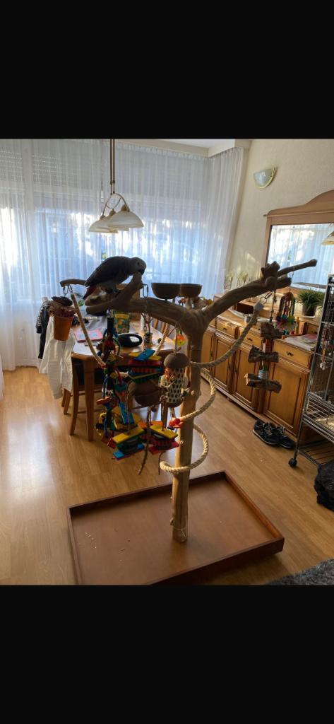 Java boom, Dieren en Toebehoren, Vogels | Toebehoren, Zo goed als nieuw, Overige typen, Ophalen