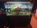 te koop mooie op maat gemaakte aquarium, schildpaden gratis., Dieren en Toebehoren, Ophalen, Gebruikt, Gevuld zoetwateraquarium