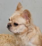 😍 Super lieve fluffy franse bulldog reu ter overname 😍, Particulier, Reu, CDV (hondenziekte), 1 tot 2 jaar