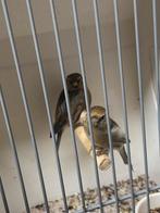 Koppel klejne barmsijsjes, Dieren en Toebehoren, Vogels | Overige Vogels, Meerdere dieren, Wildzangvogel, Geringd