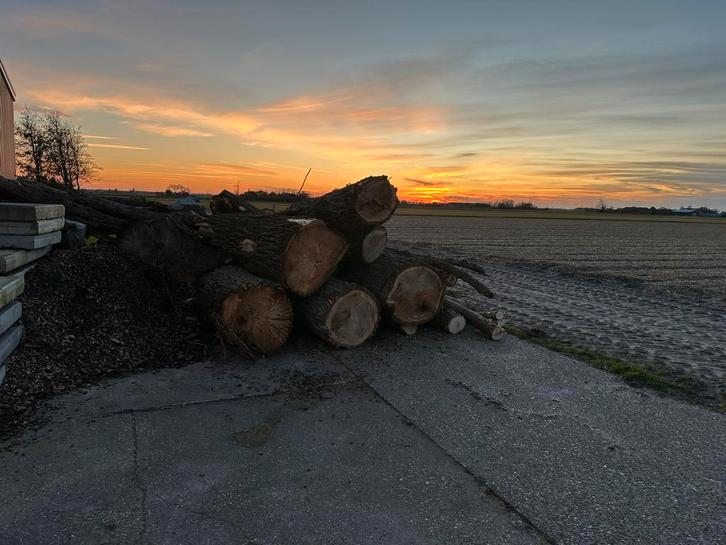 Hout te koop - Takken en Stammen, Tuin en Terras, Haardhout, Takken, Overige houtsoorten, Minder dan 3 m³, Ophalen