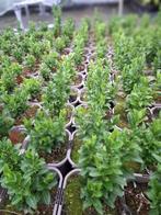euonymus Greenspire kardinaalsmust, Ophalen, Overige soorten, Struik, Minder dan 100 cm