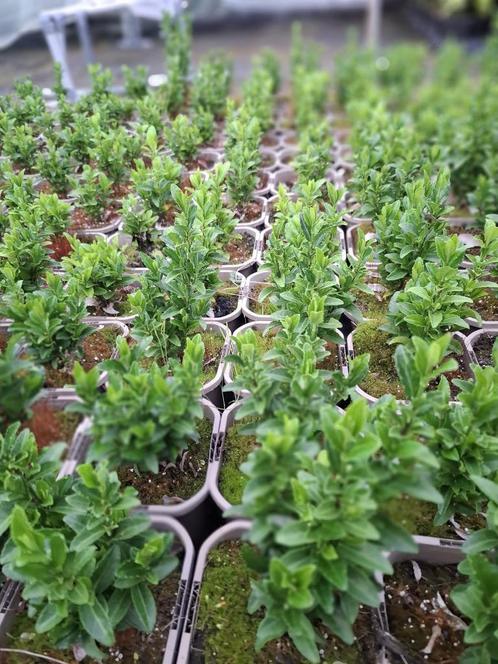 euonymus Greenspire kardinaalsmust, Tuin en Terras, Planten | Struiken en Hagen, Struik, Overige soorten, Minder dan 100 cm, Ophalen