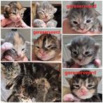 Main Coon kittens, Dieren en Toebehoren, Katten en Kittens | Raskatten | Langhaar, Meerdere dieren, Gechipt, 0 tot 2 jaar