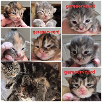 Main Coon kittens beschikbaar voor biedingen