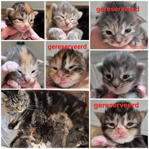 Main Coon kittens, Dieren en Toebehoren, Katten en Kittens | Raskatten | Langhaar, Meerdere dieren, 0 tot 2 jaar, Gechipt, Ontwormd
