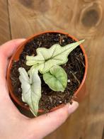 Alocasia plant albo white wit mint variegata fullmoon ghost, Huis en Inrichting, Kamerplanten, Ophalen of Verzenden, Halfschaduw