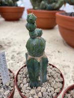 Cactus Myrtillocactus geometrizans CV Stacker potmaat 8,5 cm, Ophalen of Verzenden, Minder dan 100 cm, Bloeiende kamerplant, Volle zon