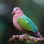 groenvleugelduif duivin, Dieren en Toebehoren, Vrouwelijk, Overige soorten