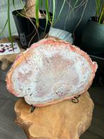 prachtige plak versteend hout uit Brazilie varenhout, Ophalen, Fossiel