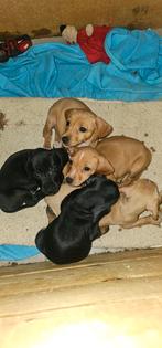 Puppies, Dieren en Toebehoren, België, Particulier, Overige rassen, 8 tot 15 weken