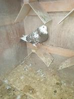 7 jonge Haagse tilduiven EIGENKWEEK KROPPERS, Dieren en Toebehoren, Vogels | Duiven, Meerdere dieren, Kropper