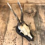 Antiek gewei, herten geweitje, hertengewei, geweien, Ophalen, Zo goed als nieuw, Hert