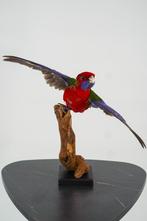 Opgezette pennant rosella - Wildernis Atelier, Verzamelen, Dierenverzamelingen, Ophalen of Verzenden, Nieuw, Vogel, Opgezet dier