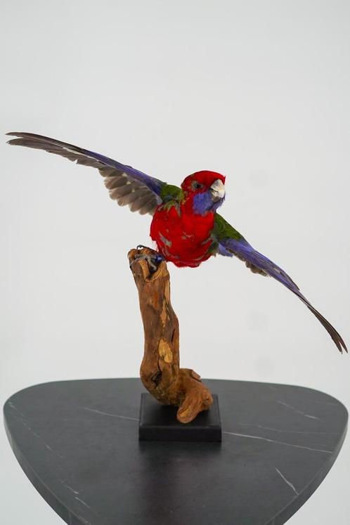 Opgezette pennant rosella - Wildernis Atelier, Verzamelen, Dierenverzamelingen, Nieuw, Opgezet dier, Vogel, Ophalen of Verzenden