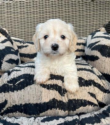 Malitpoo pups, maltezer x toy poedel beschikbaar voor biedingen