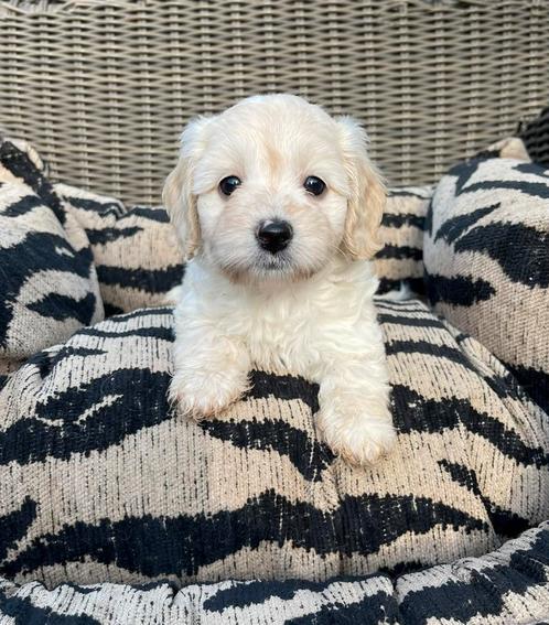 Malitpoo pups, maltezer x toy poedel, Dieren en Toebehoren, Honden | Chihuahua's en Gezelschapshonden, Meerdere dieren, Poedel
