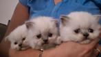 Laatste Britse langhaar kitten gratis kitten pakket, Dieren en Toebehoren, Katten en Kittens | Raskatten | Langhaar, Meerdere dieren