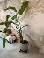 Grote kamerplant met pot, ca. 2 meter hoog, Ophalen, 200 cm of meer, Overige soorten, In pot