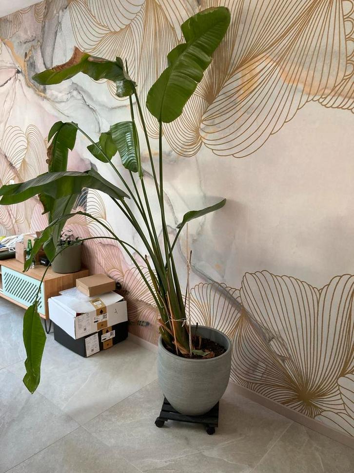 Grote kamerplant met pot, ca. 2 meter hoog, Huis en Inrichting, Kamerplanten, Overige soorten, 200 cm of meer, Groene kamerplant