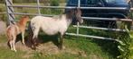 Nmprs appaloosa fewspot betuigde merrie met veulen, Dieren en Toebehoren, Pony's, Merrie, Gechipt, A pony (tot 1.17m), 7 tot 10 jaar