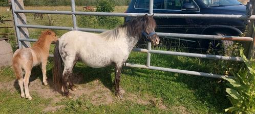 Nmprs appaloosa fewspot betuigde merrie met veulen, Dieren en Toebehoren, Pony's, Merrie, A pony (tot 1.17m), Tuigpony, 7 tot 10 jaar