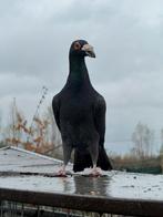 Te koop, Dieren en Toebehoren, Meerdere dieren, Overige soorten