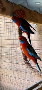 Pennantrosella, Meerdere dieren, Parkiet