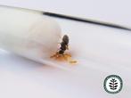LASIUS FLAVUS | GELE WEIDEMIER KONINGIN 1-10 WERKSTERS