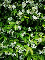 klimop Toscaanse jasmijn-Trachelospermum Jasminoides, Ophalen, Overige soorten, Haag, 100 tot 250 cm