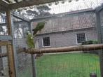 koppel blauwvoorhoofd amazone, Meerdere dieren, Papegaai, Geringd
