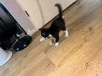 Kittens 1/4 Maine Coon, Dieren en Toebehoren, Katten en Kittens | Raskatten | Korthaar, Poes, Gechipt