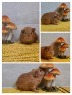 Leuke jonge cavia, Dieren en Toebehoren, Knaagdieren, September, Mannelijk, Cavia