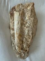 Mosasaurus Kaak Fossiel, Ophalen of Verzenden, Fossiel