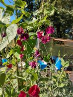 Lathyrus zaden Spencer, uit biologische tuin, Tuin en Terras, Volle zon, Eenjarig, Ophalen of Verzenden, Klimplanten