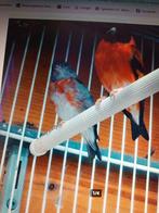 kapoet sijsjes en putters en zwartkop sijs, Dieren en Toebehoren, Meerdere dieren, Wildzangvogel