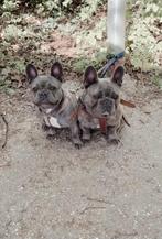 2 Franse Bulldogs zoeken een nieuw huisje, Dieren en Toebehoren, Particulier, Rabiës (hondsdolheid), Meerdere, 3 tot 5 jaar