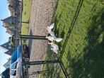 Witte kwakers, Dieren en Toebehoren, Pluimvee, Meerdere dieren, Eend