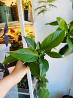 Epipremnum aureum, Huis en Inrichting, Kamerplanten, Ophalen, Overige soorten, Minder dan 100 cm