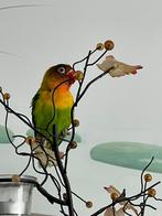 Prachtige Lieve Jonge En Hand Tamme Agapornis Dwergpapegaai, Meerdere dieren, Dwergpapegaai of Agapornis, Geringd