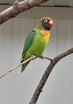 Agapornis nigrigenis, Dieren en Toebehoren, Geslacht onbekend, Dwergpapegaai of Agapornis, Geringd