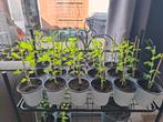 Diverse moestuin plantjes te koop, Ophalen, Eenjarig, Groenteplanten, Volle zon
