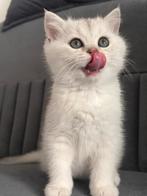 lieve britse korthaar kitten zoeken een warm thuis, Kater, Ontwormd, 0 tot 2 jaar