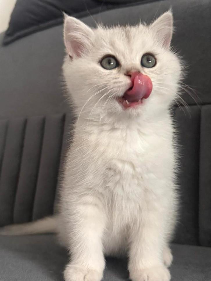 lieve britse korthaar kitten zoeken een warm thuis, Dieren en Toebehoren, Katten en Kittens | Raskatten | Korthaar, Kater, 0 tot 2 jaar