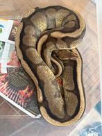 Vrouwelijke Ball python, Koningspython, Python Regius, Dieren en Toebehoren, Slang, Tam, 7 tot 10 jaar