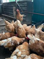 slachtkippen hennen slachthennen kippen, Vrouwelijk, Kip