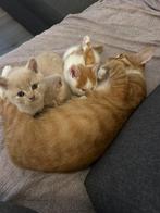 Half ragdoll/ perzische/ huiskat reserveren, Meerdere dieren, Ontwormd, 0 tot 2 jaar