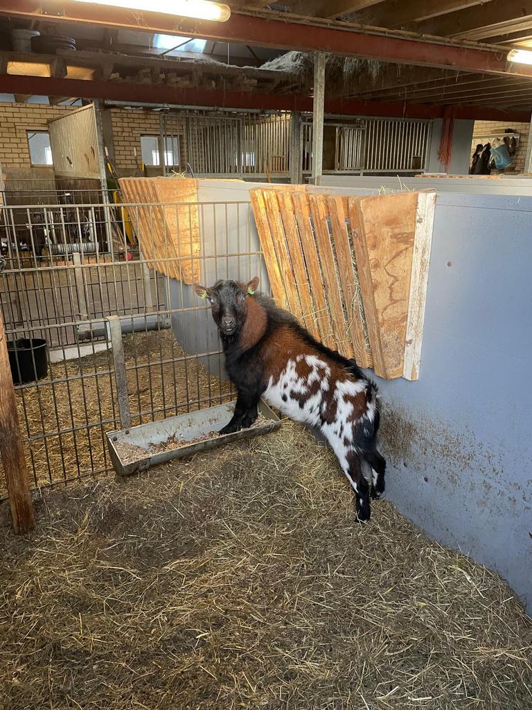 Makke onthoornde geitenbok, Mannelijk, Geit