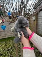 Raszuivere minilop/Ram mag maandag 2 maart verhuizen, Dieren en Toebehoren, Mannelijk, Klein, 0 tot 2 jaar