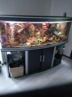 aquarium met panorama glas 1. 80 breed, Dieren en Toebehoren, Ophalen, Gebruikt, Verlichting of Verwarming